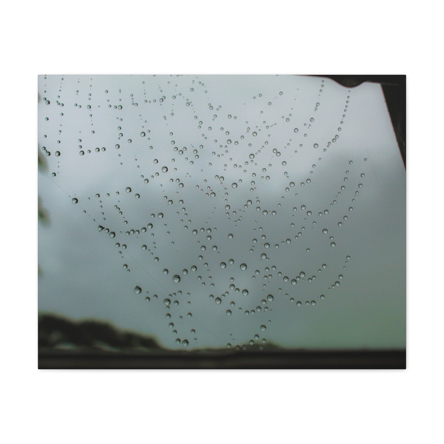 Canvas Print - Morning Dew on Spider Web Photo