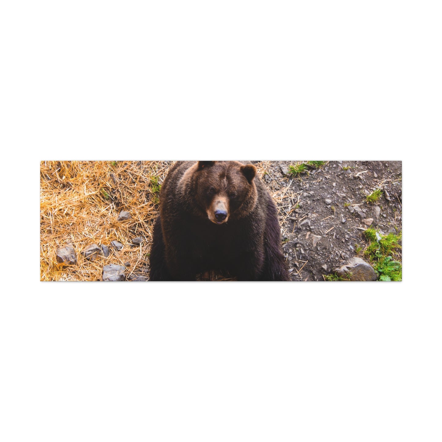 Canvas Print - Staring Bear Photograph