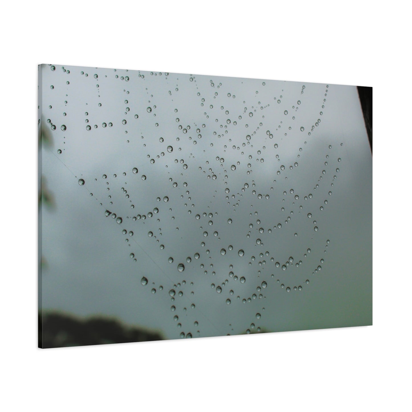 Canvas Print - Morning Dew on Spider Web Photo