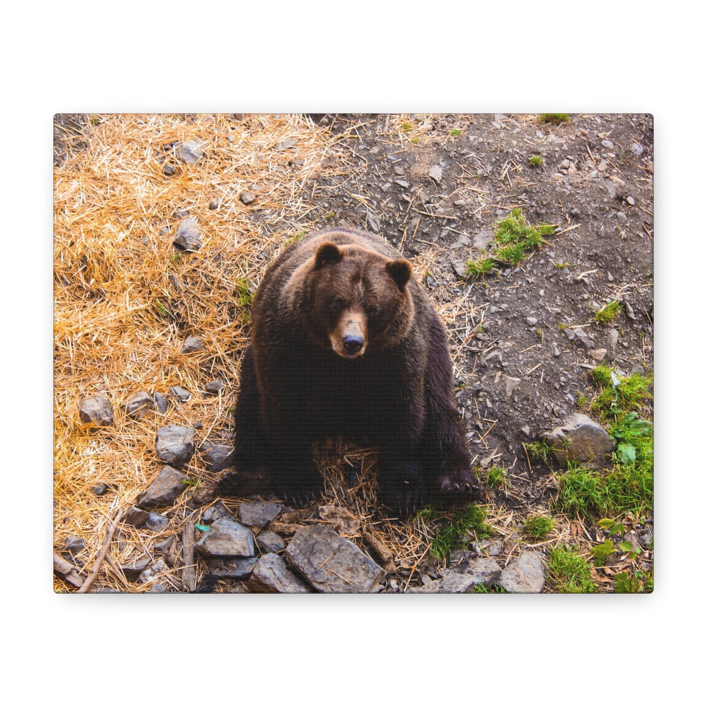 Canvas Print - Staring Bear Photograph