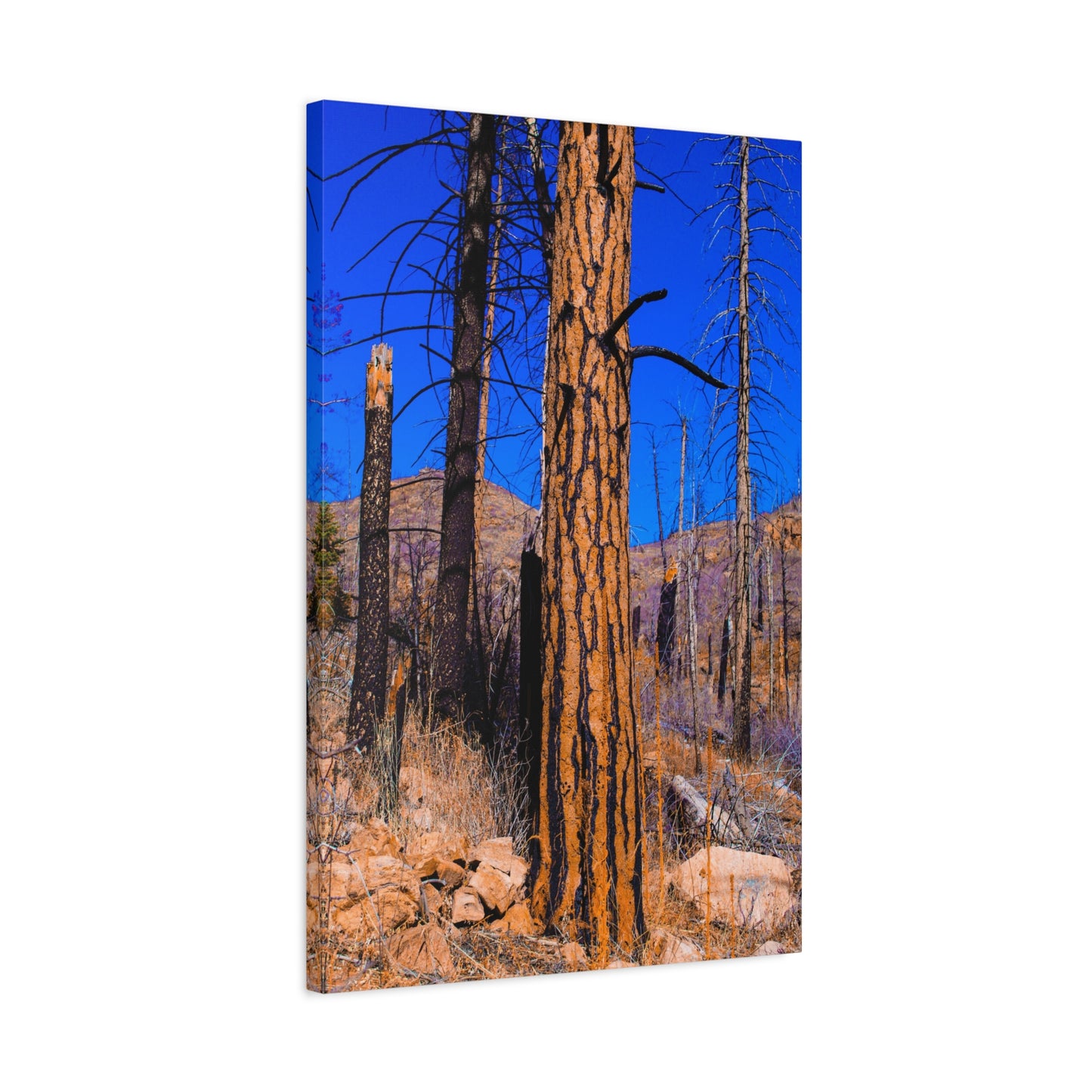 Canvas Print - Thunder Struck Tree Photo