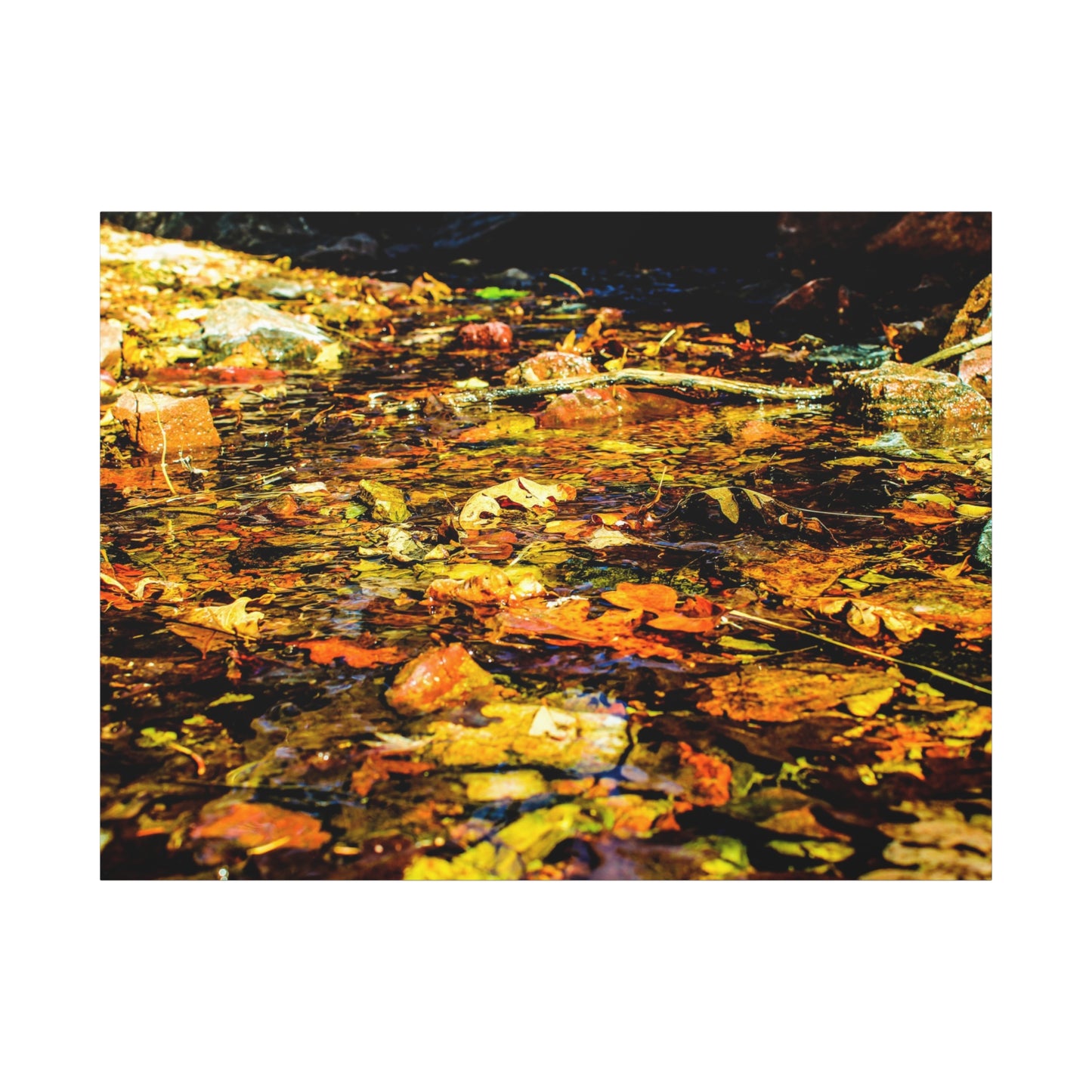 Canvas Print - Fall Leaves in Quiet Stream Photography