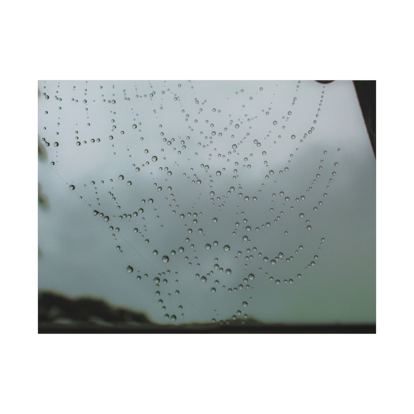 Canvas Print - Morning Dew on Spider Web Photo