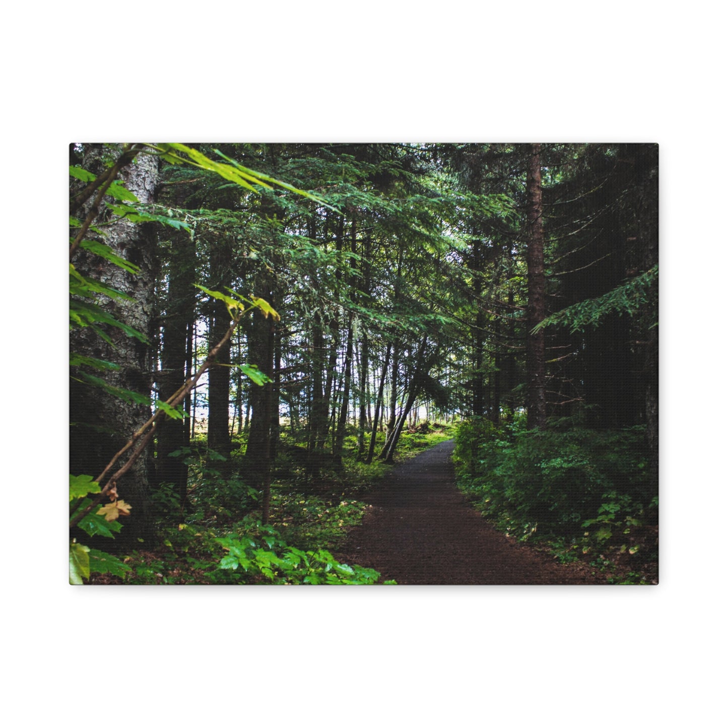 Copy of Canvas Art Print - Trail Through The Trees-Photograph