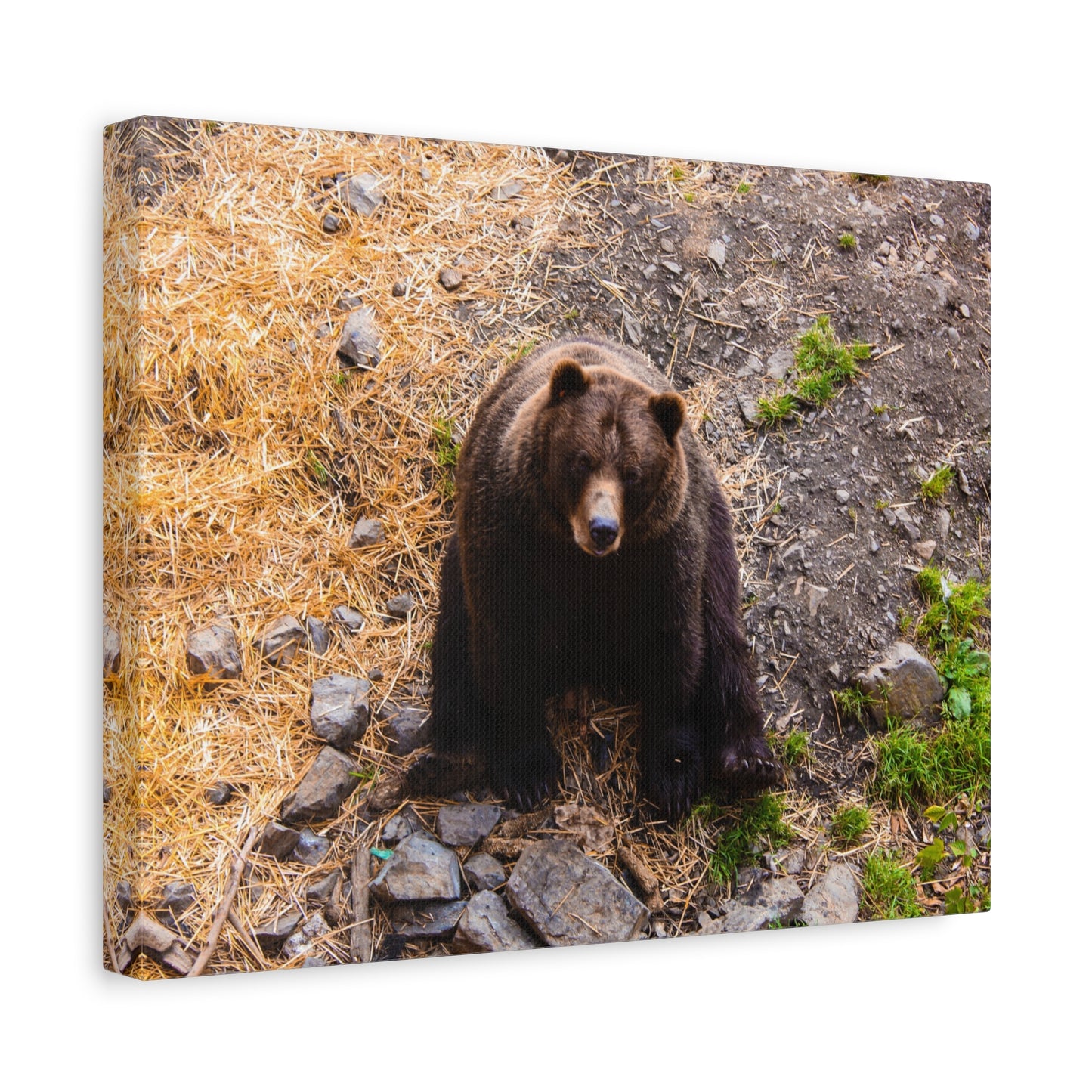 Canvas Print - Staring Bear Photograph