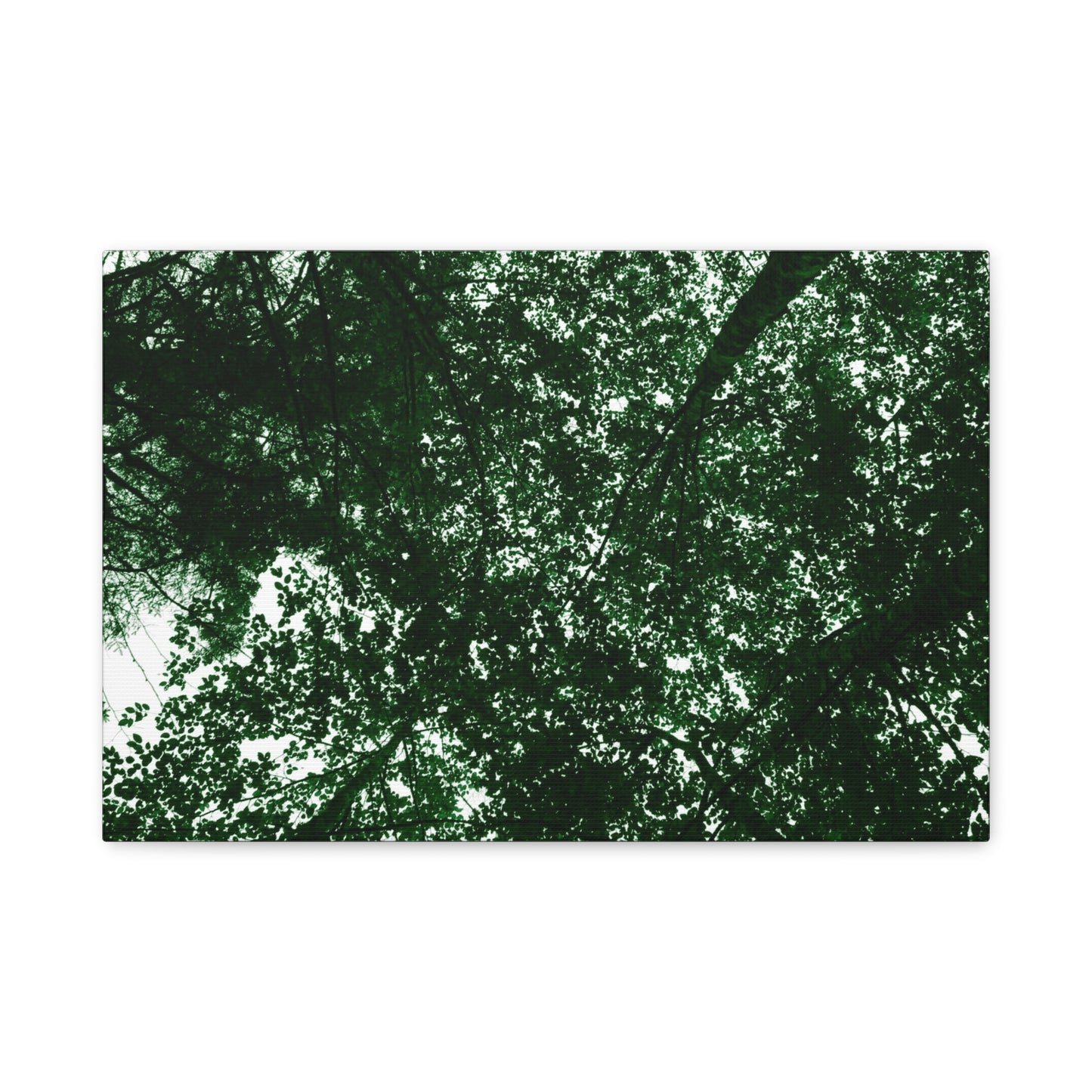 Canvas Print - Towering Tree Tops Photography