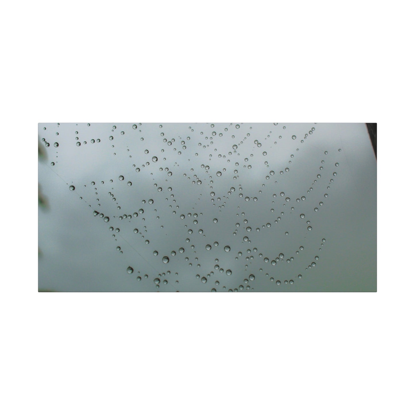 Canvas Print - Morning Dew on Spider Web Photo