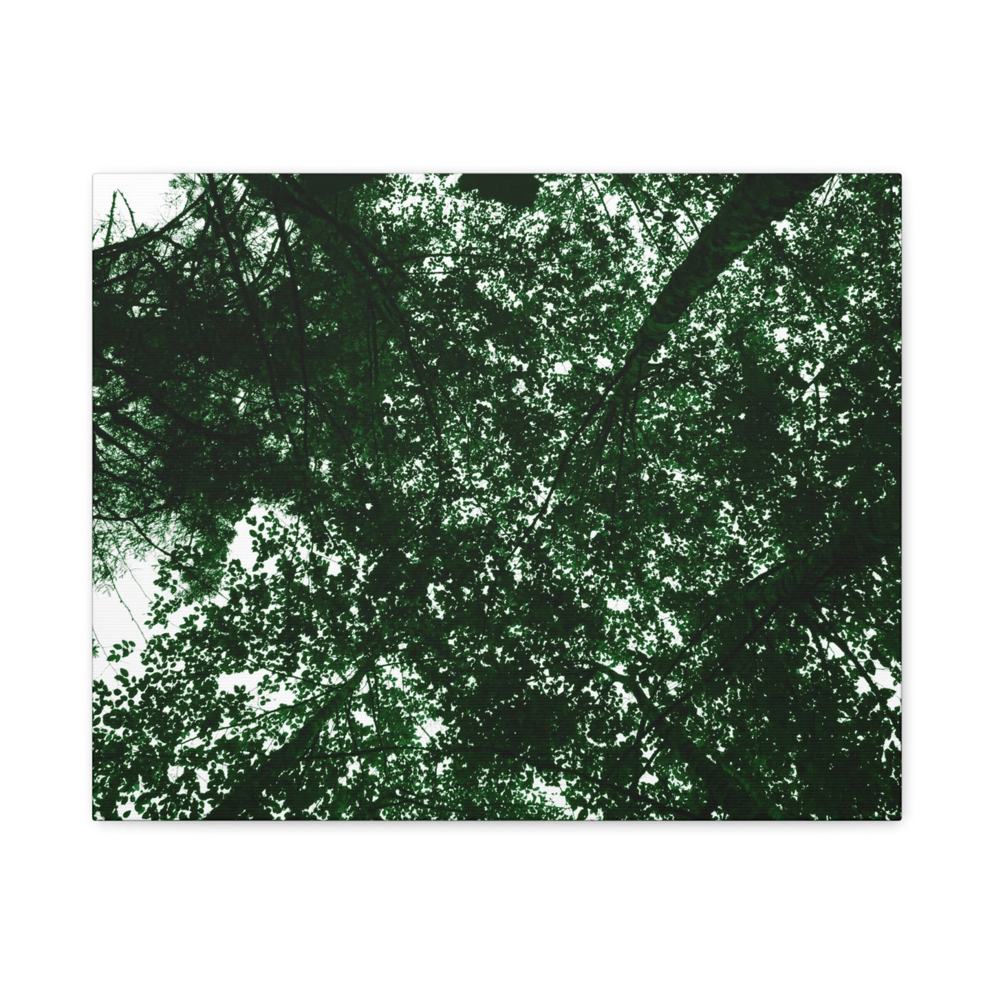 Canvas Print - Towering Tree Tops Photography