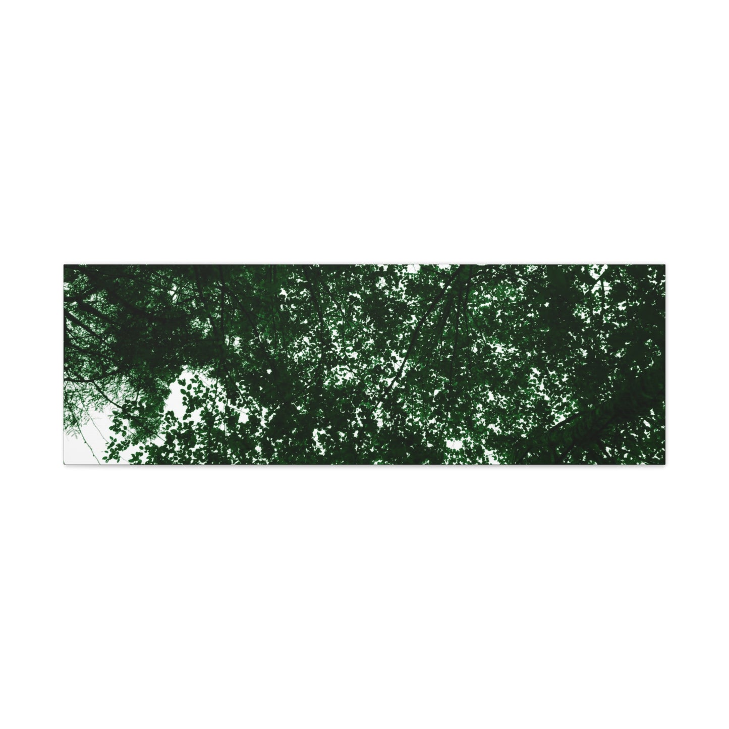 Canvas Print - Towering Tree Tops Photography