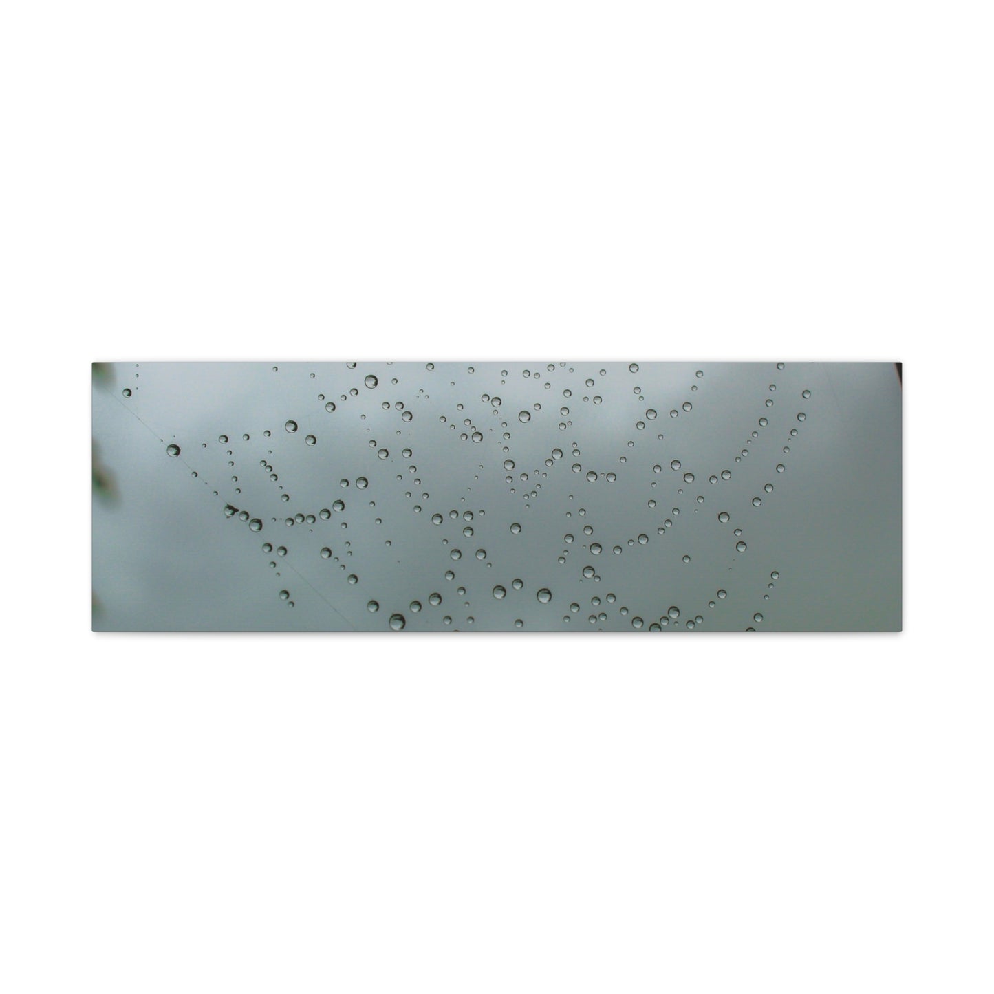 Canvas Print - Morning Dew on Spider Web Photo