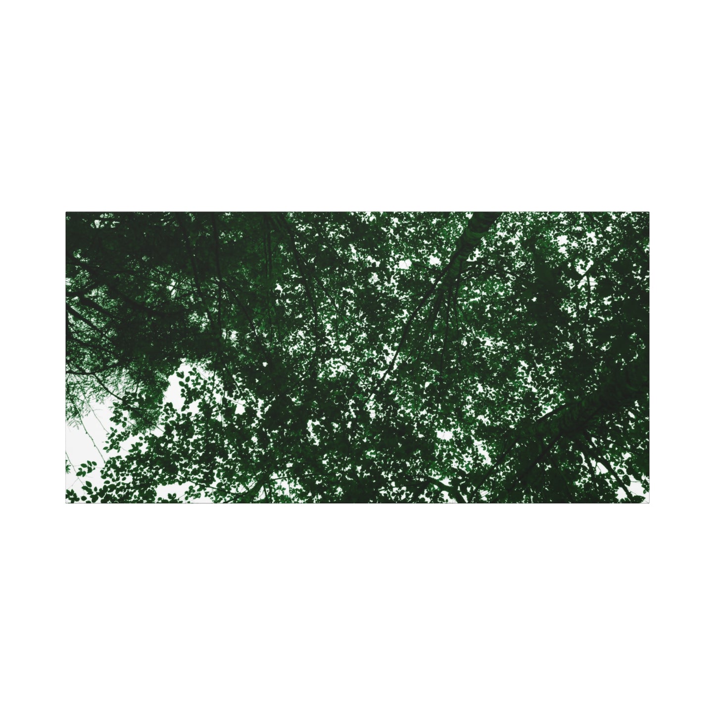 Canvas Print - Towering Tree Tops Photography