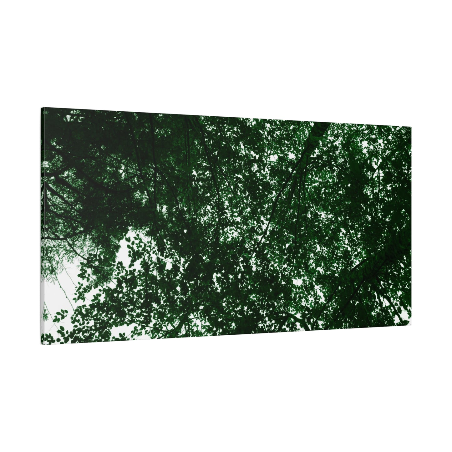 Canvas Print - Towering Tree Tops Photography