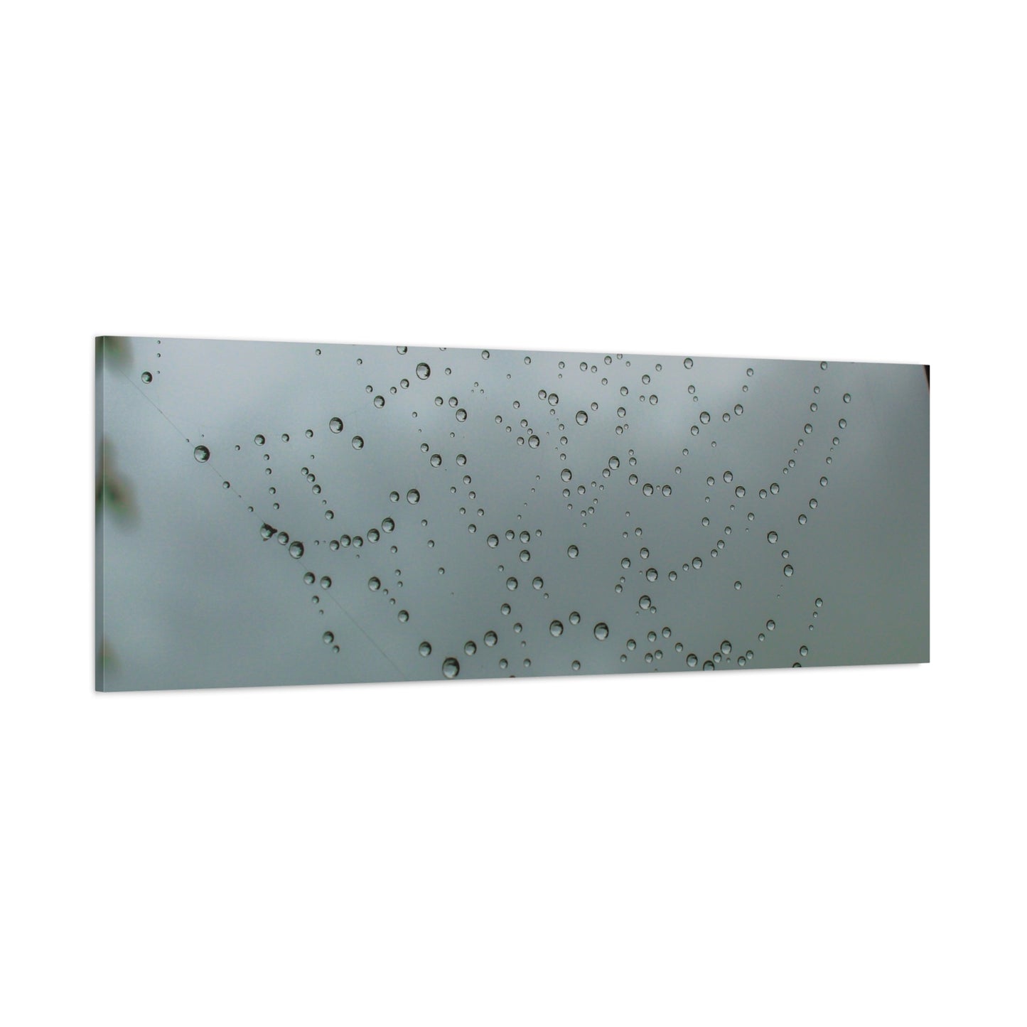 Canvas Print - Morning Dew on Spider Web Photo