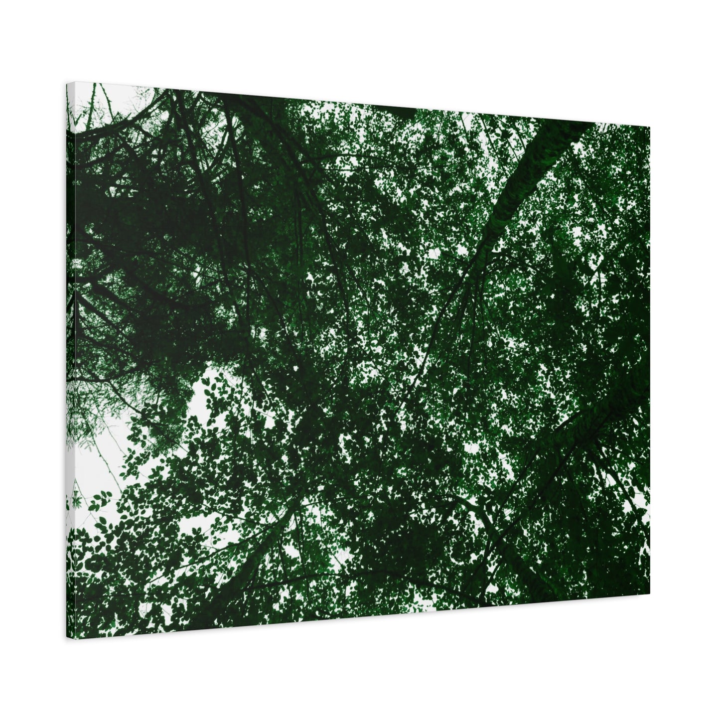 Canvas Print - Towering Tree Tops Photography