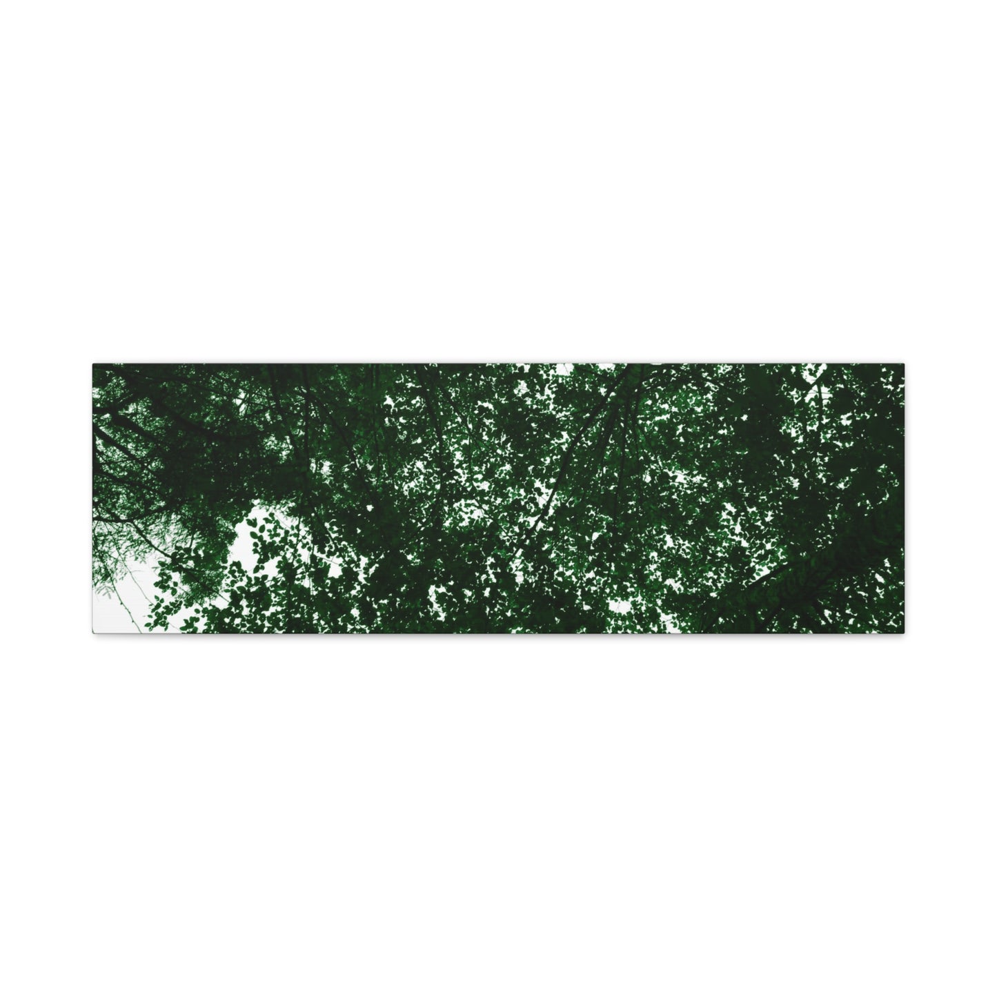 Canvas Print - Towering Tree Tops Photography