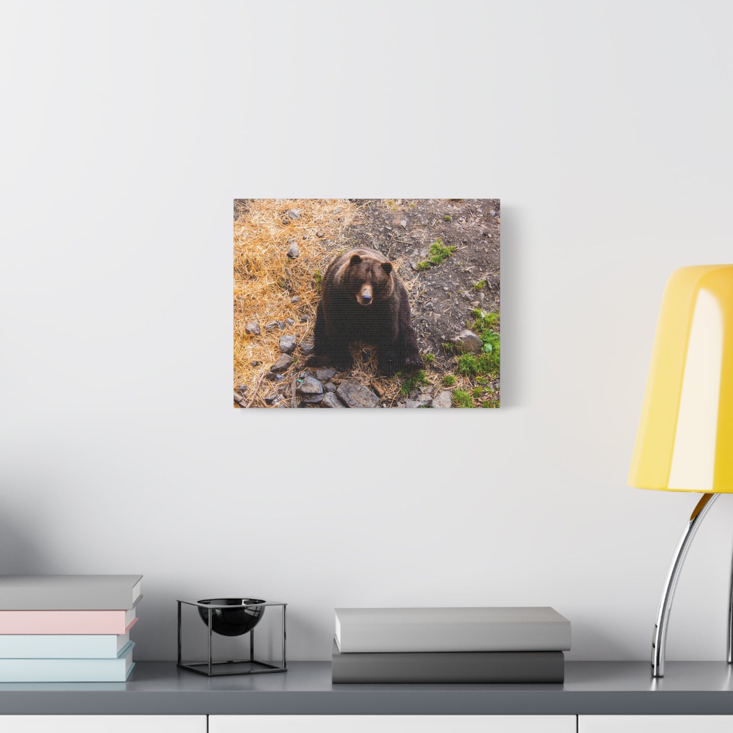 Canvas Print - Staring Bear Photograph