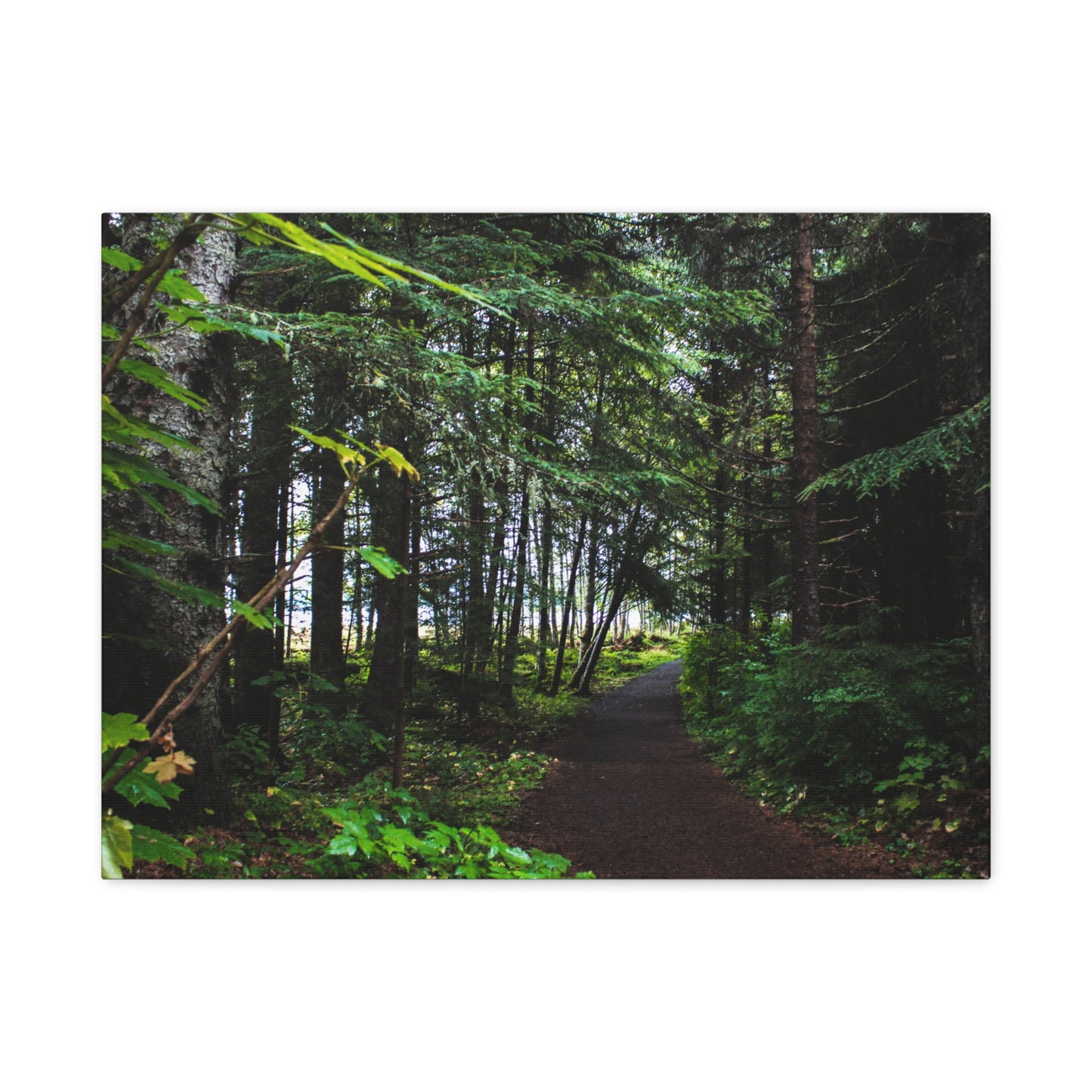 Copy of Canvas Art Print - Trail Through The Trees-Photograph