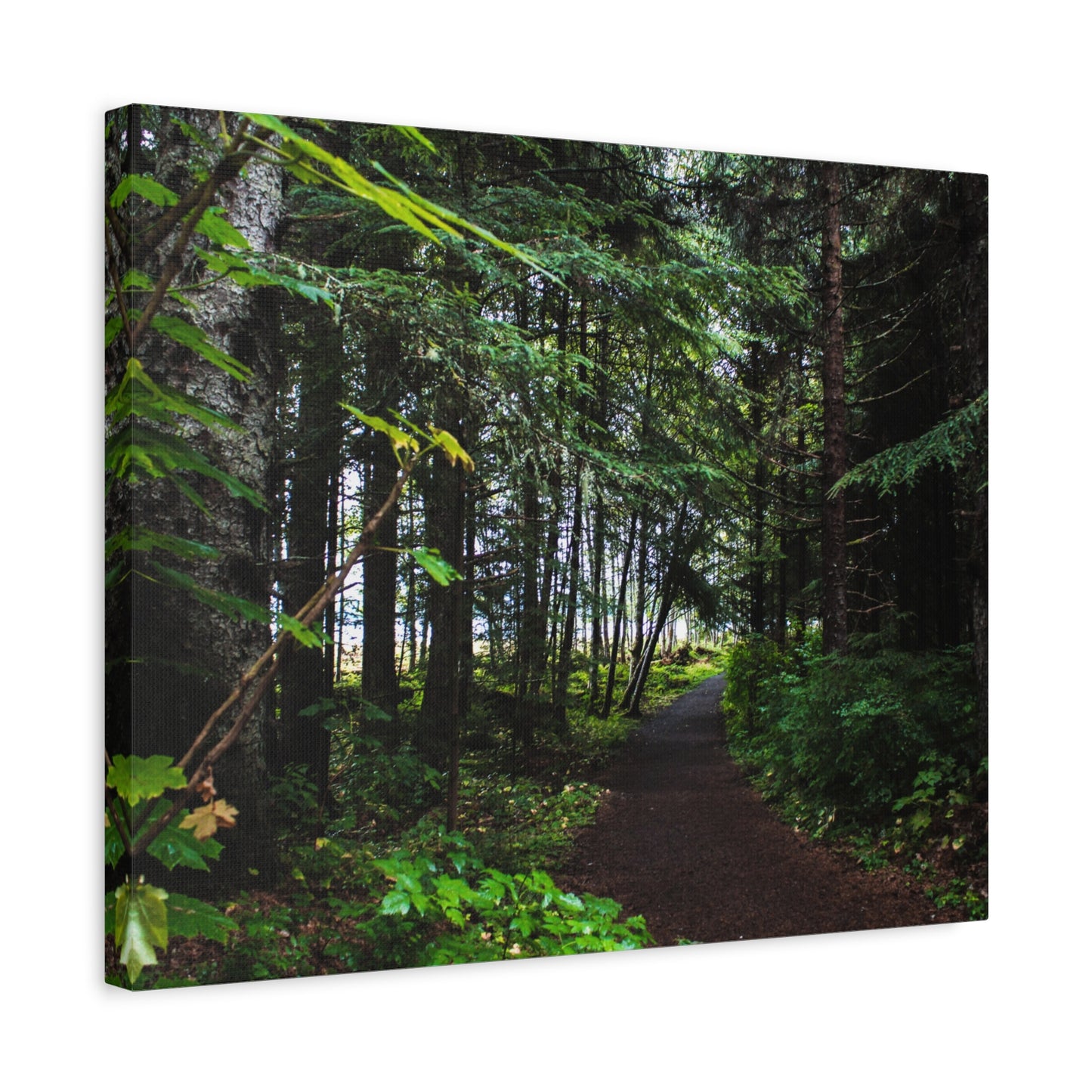 Copy of Canvas Art Print - Trail Through The Trees-Photograph