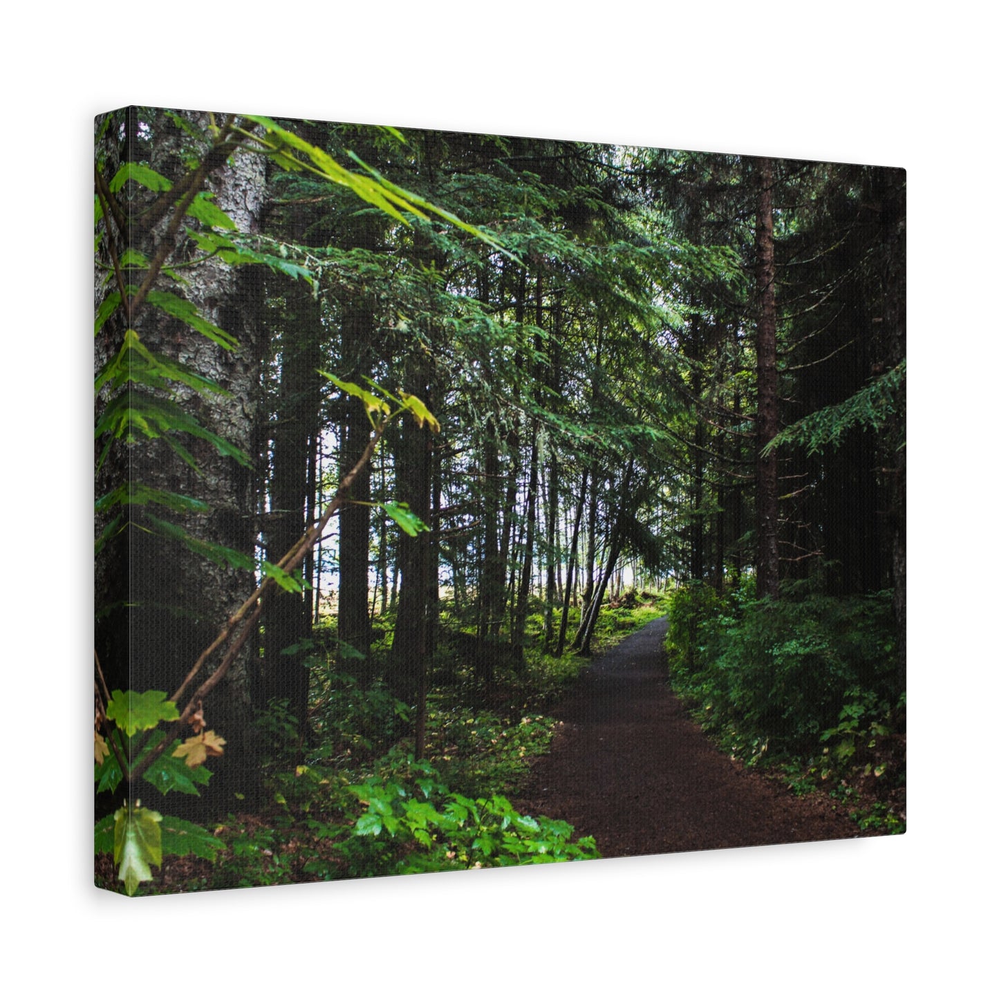 Copy of Canvas Art Print - Trail Through The Trees-Photograph