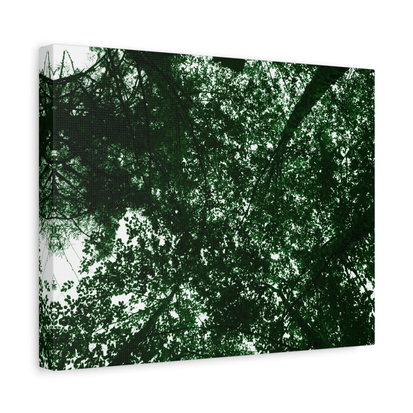 Canvas Print - Towering Tree Tops Photography