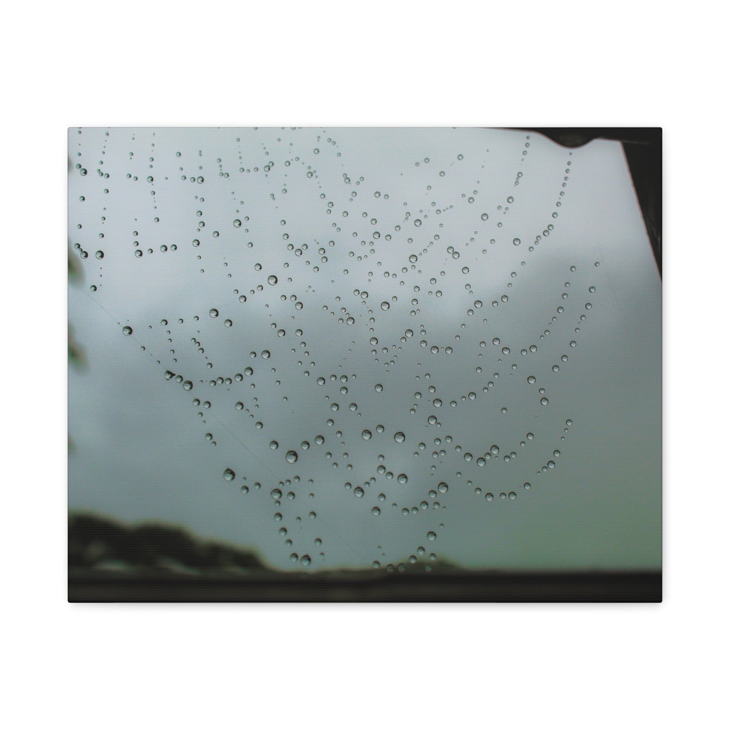 Canvas Print - Morning Dew on Spider Web Photo
