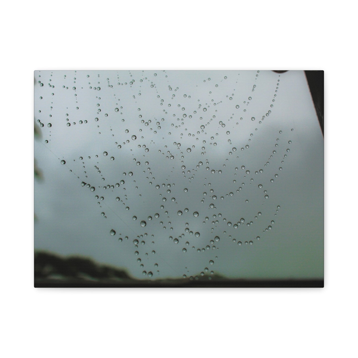 Canvas Print - Morning Dew on Spider Web Photo