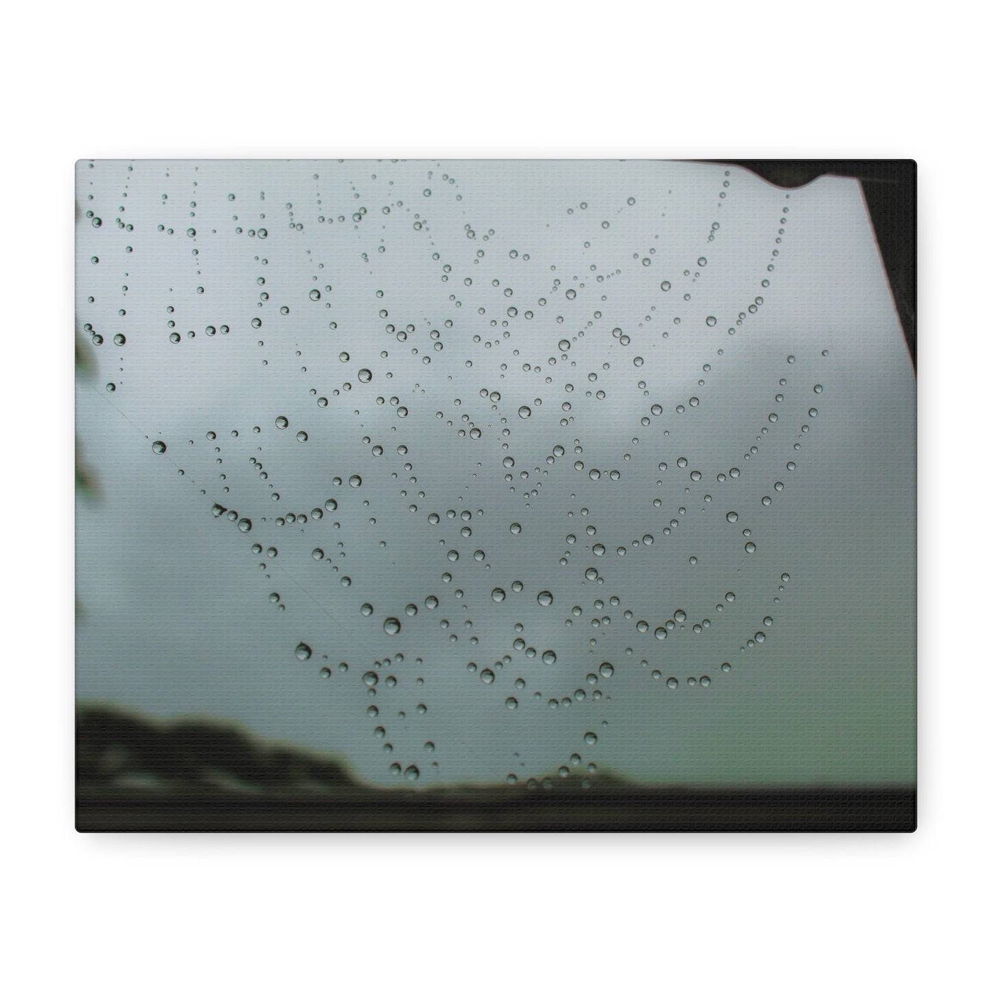 Canvas Print - Morning Dew on Spider Web Photo