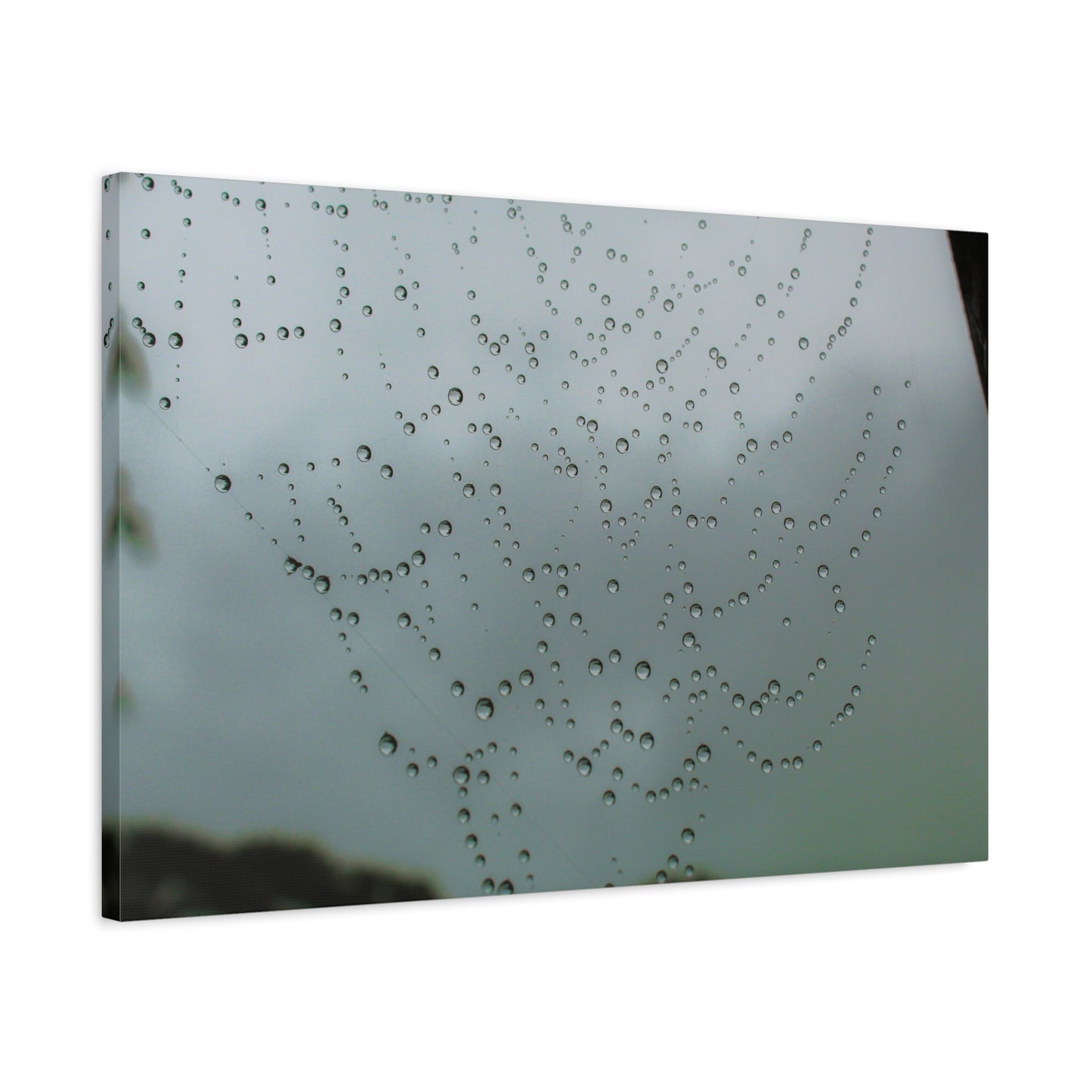 Canvas Print - Morning Dew on Spider Web Photo