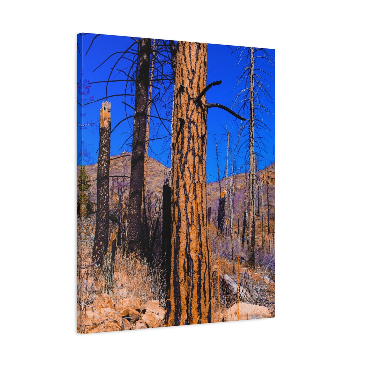 Canvas Print - Thunder Struck Tree Photo
