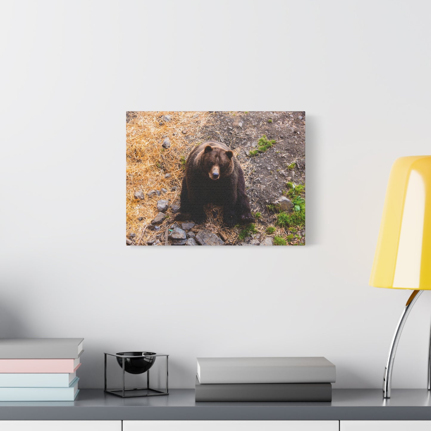 Canvas Print - Staring Bear Photograph