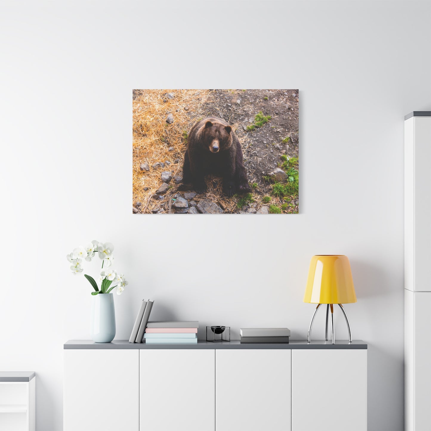 Canvas Print - Staring Bear Photograph