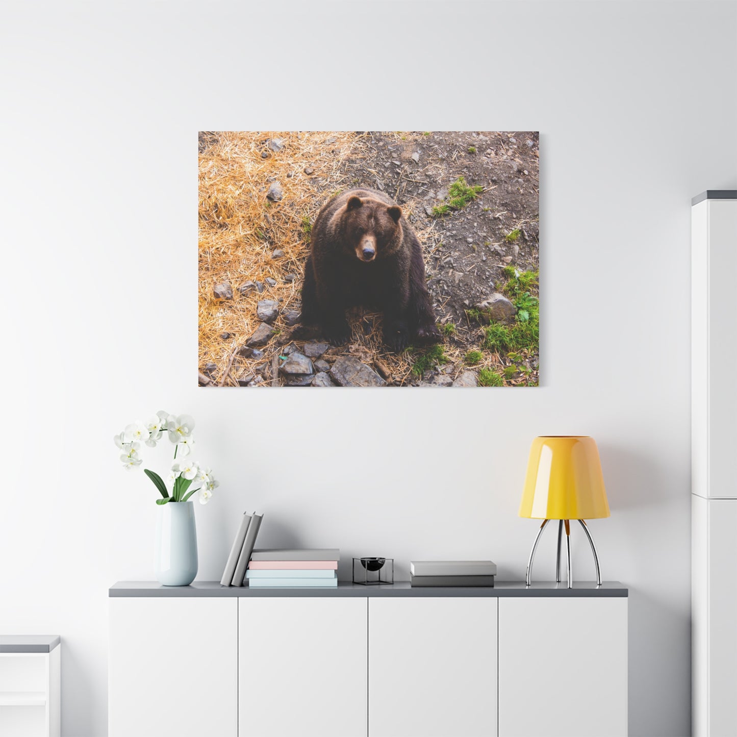Canvas Print - Staring Bear Photograph