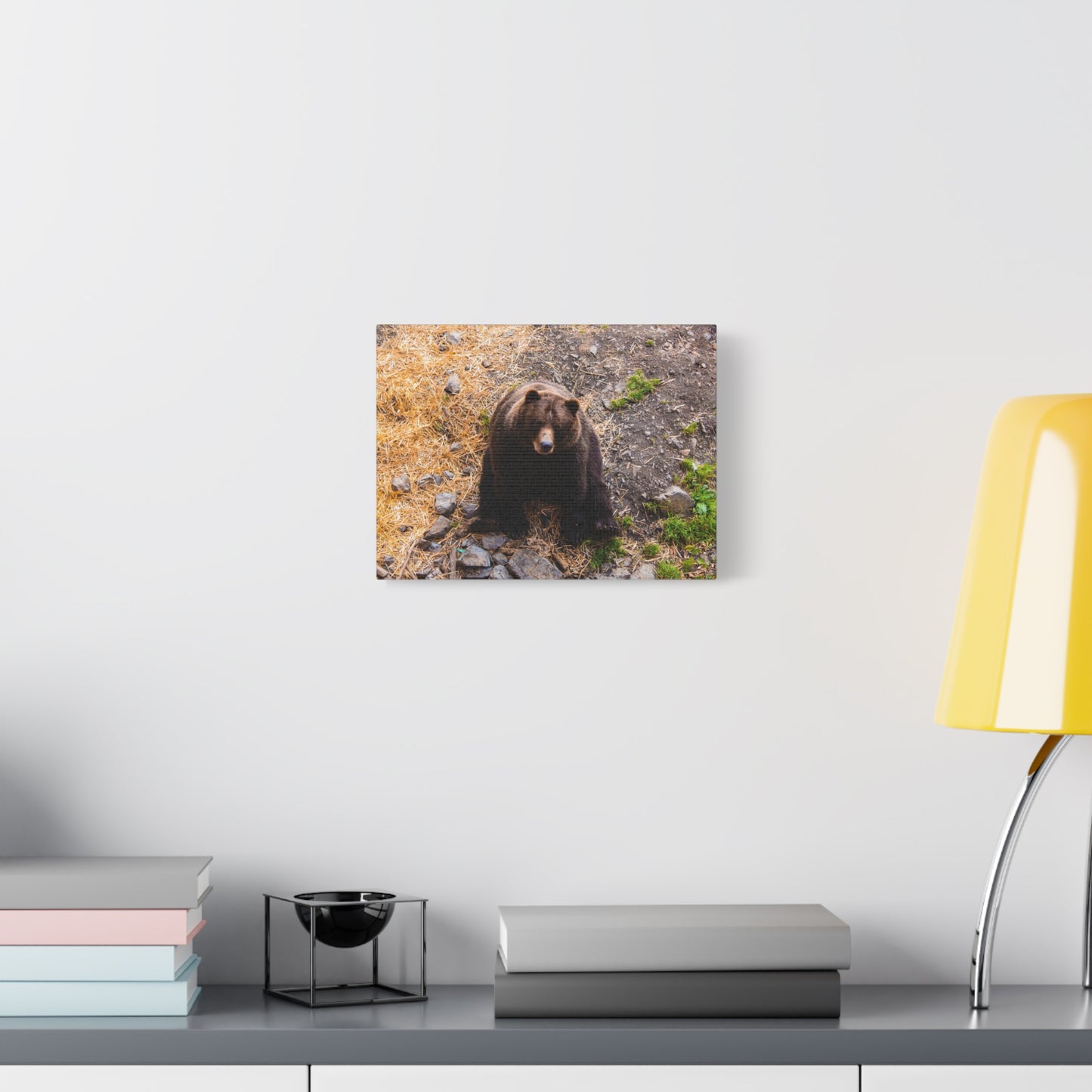 Canvas Print - Staring Bear Photograph