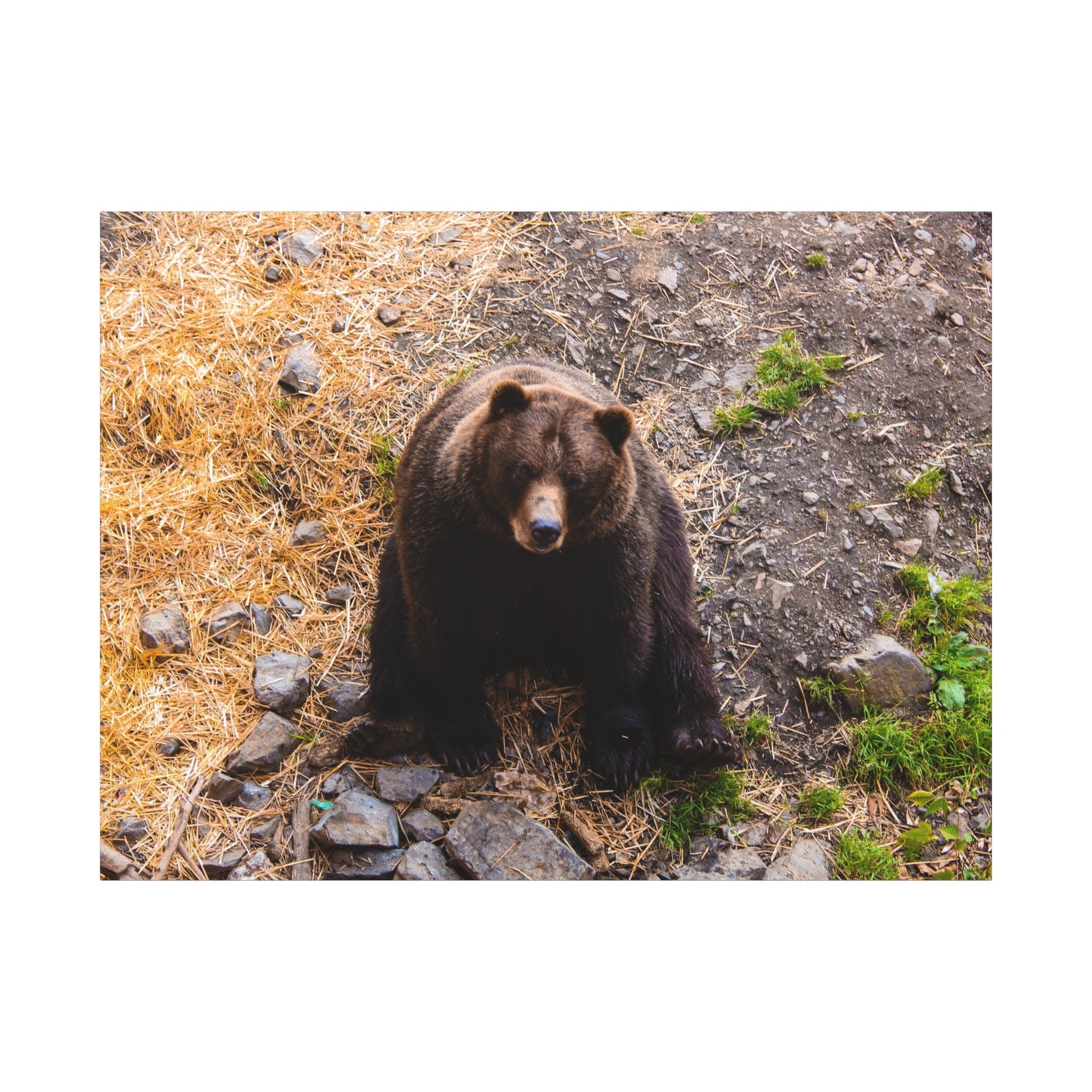 Canvas Print - Staring Bear Photograph