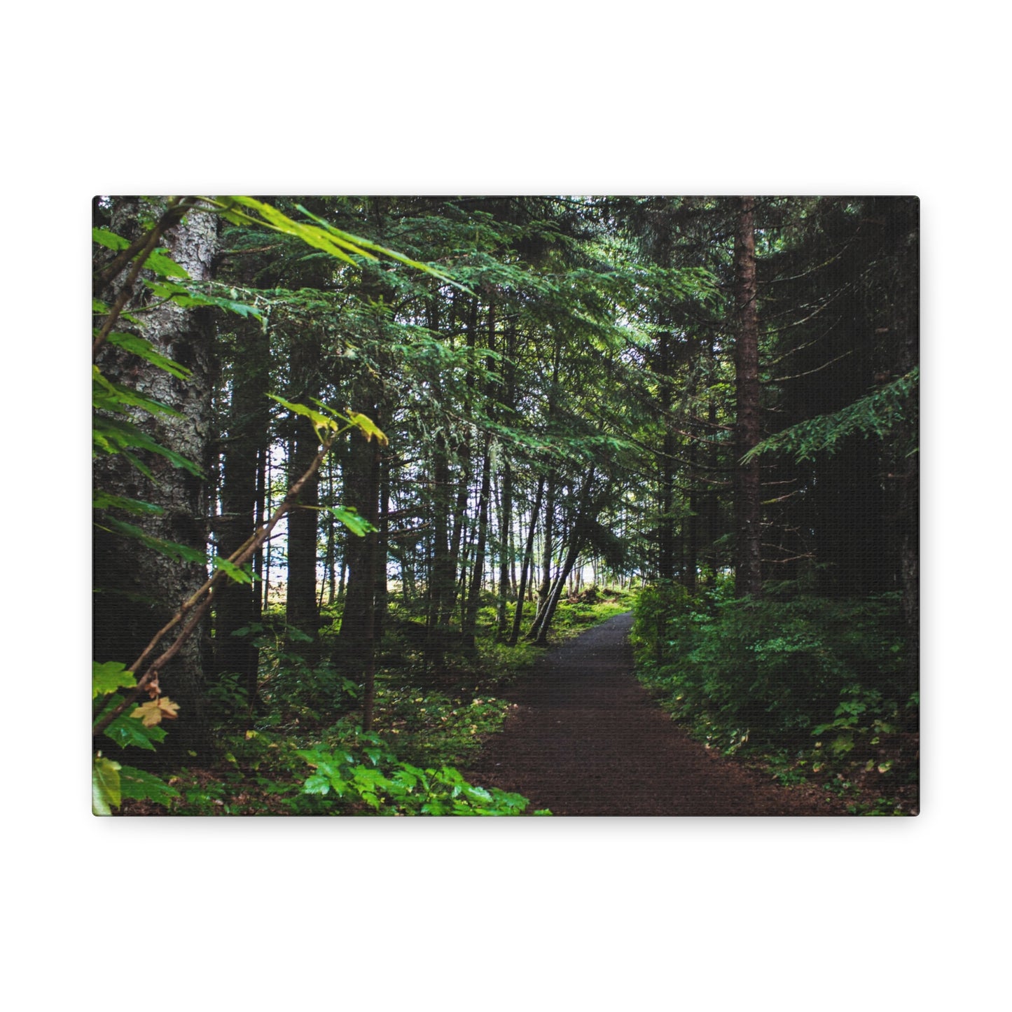 Copy of Canvas Art Print - Trail Through The Trees-Photograph