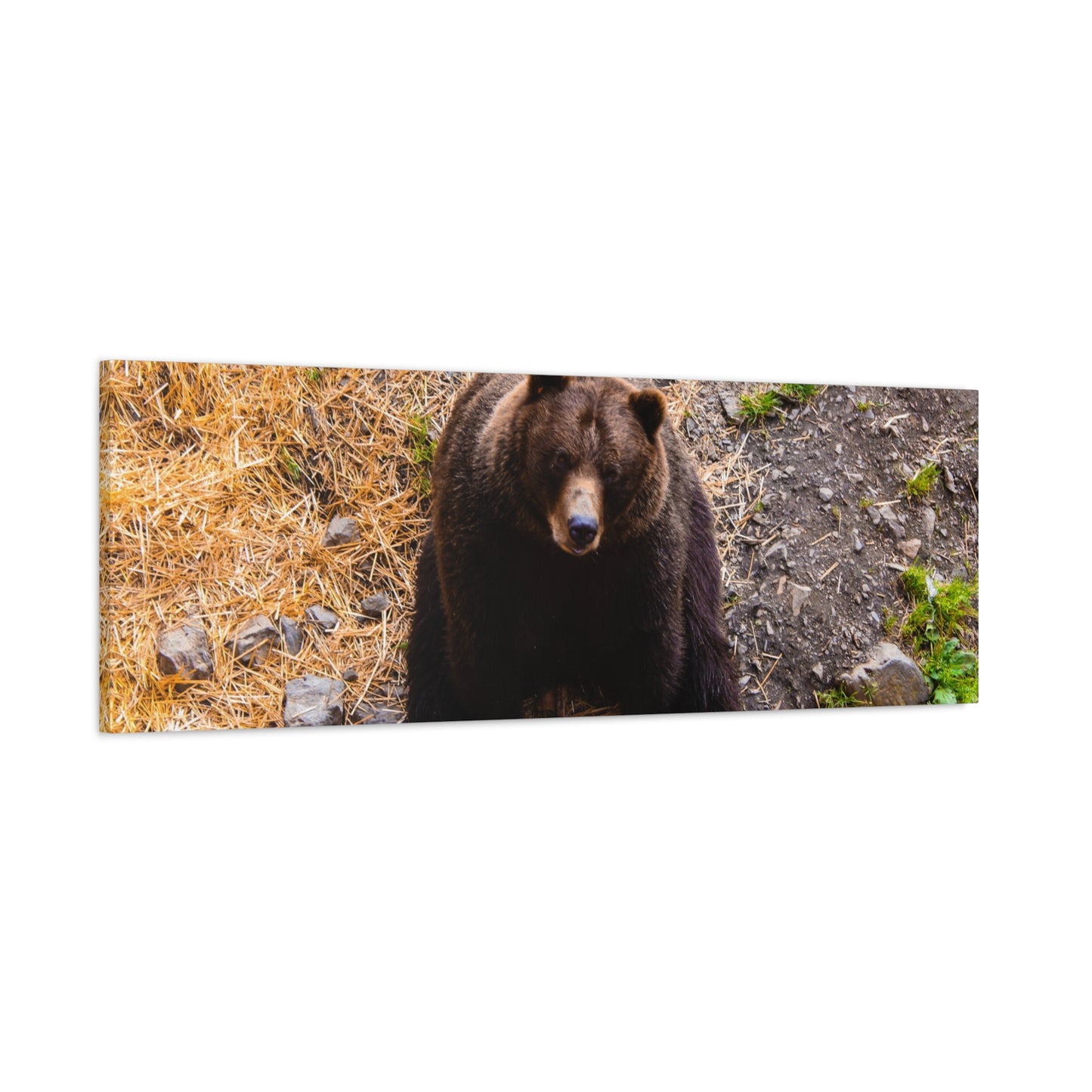 Canvas Print - Staring Bear Photograph
