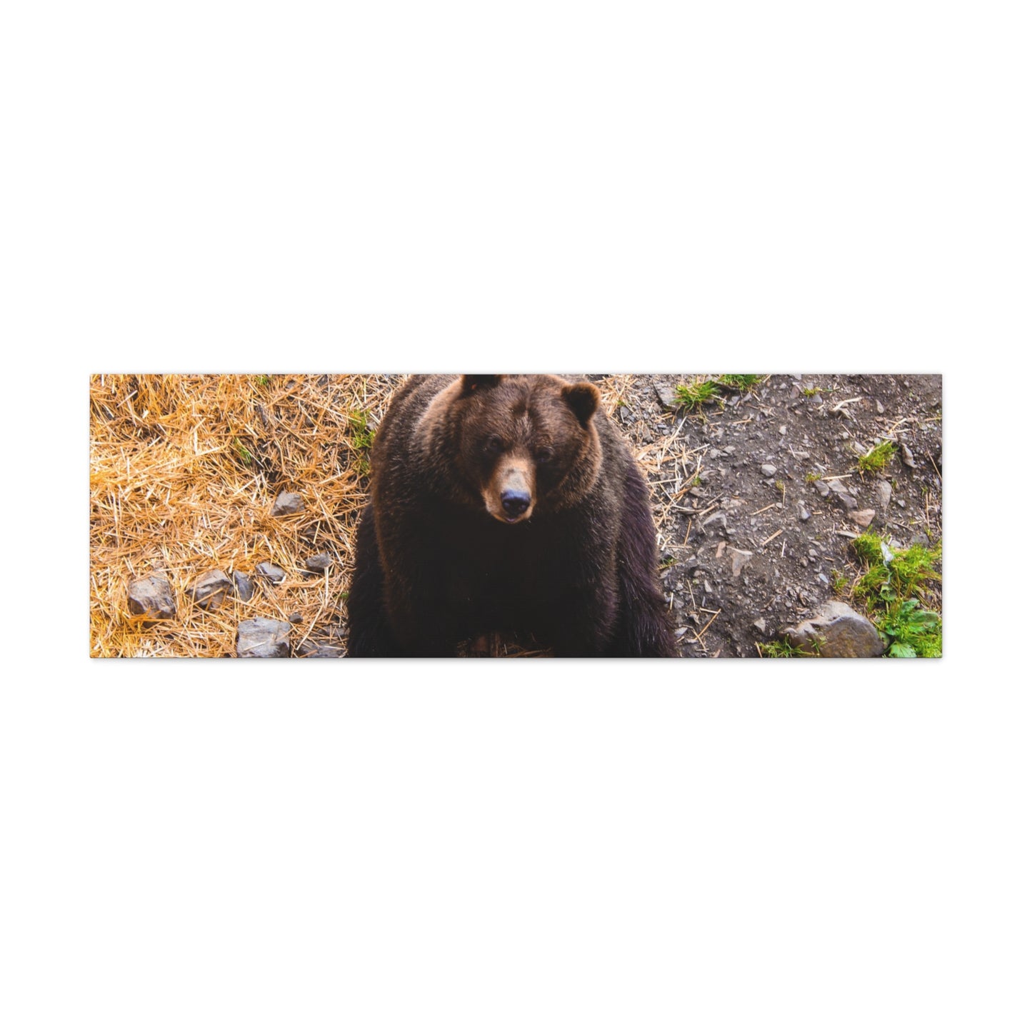 Canvas Print - Staring Bear Photograph