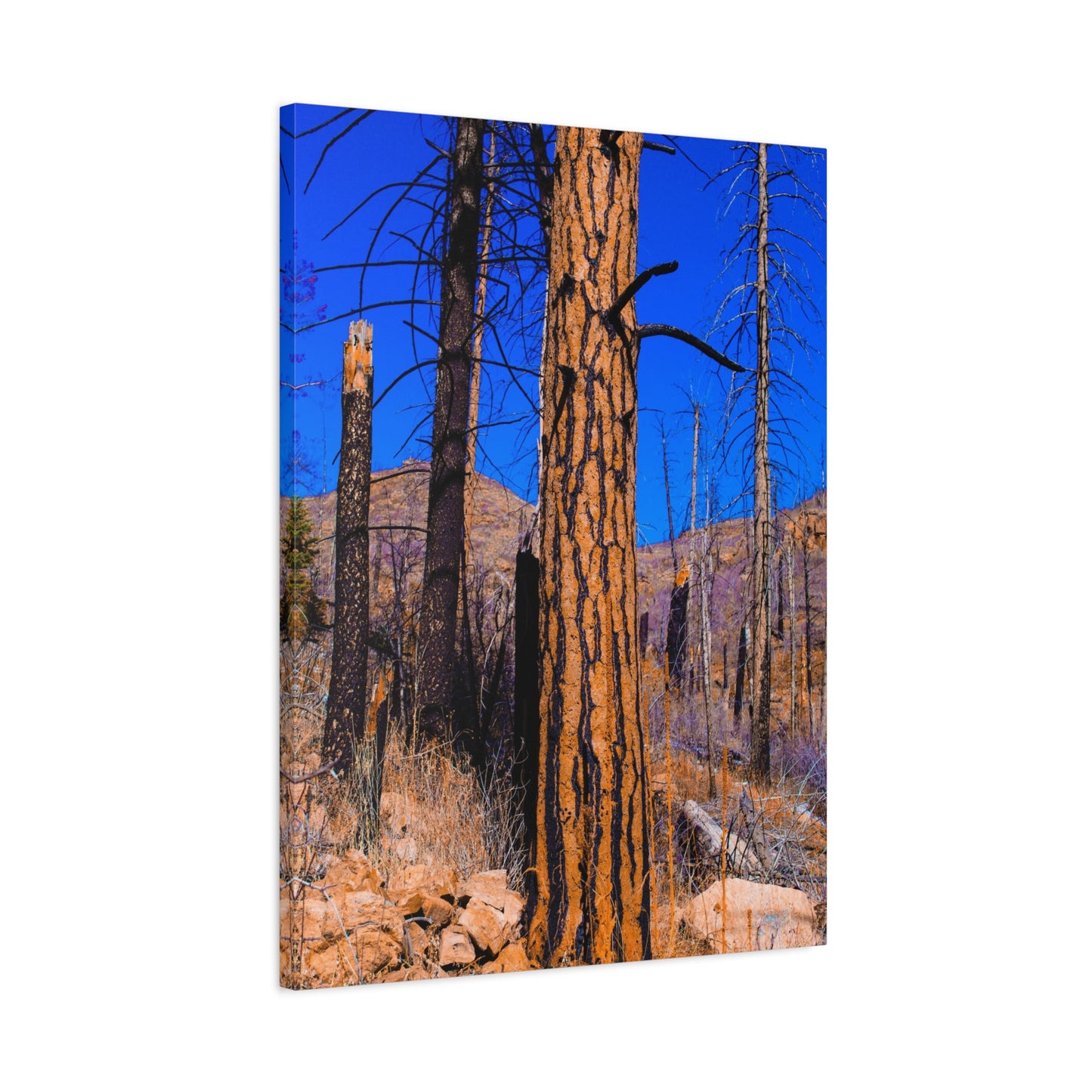 Canvas Print - Thunder Struck Tree Photo