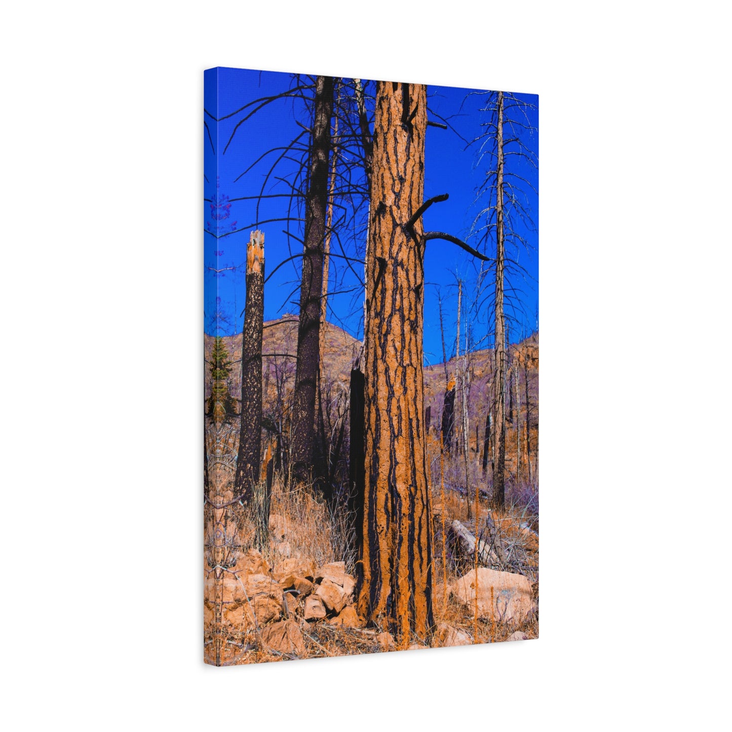 Canvas Print - Thunder Struck Tree Photo