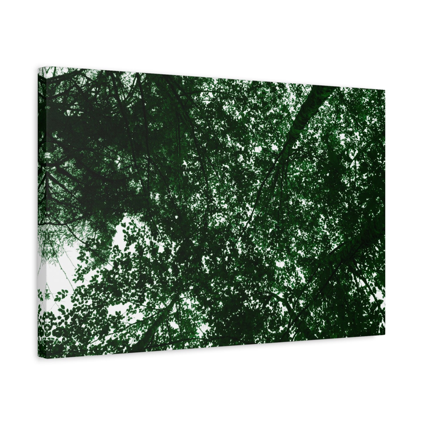 Canvas Print - Towering Tree Tops Photography