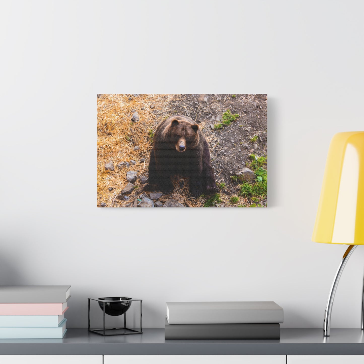 Canvas Print - Staring Bear Photograph