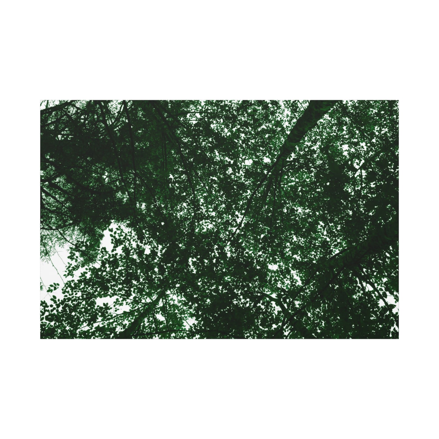 Canvas Print - Towering Tree Tops Photography