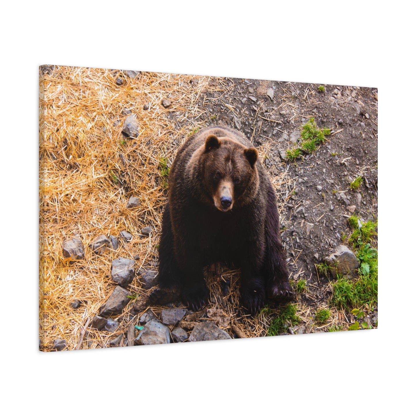Canvas Print - Staring Bear Photograph