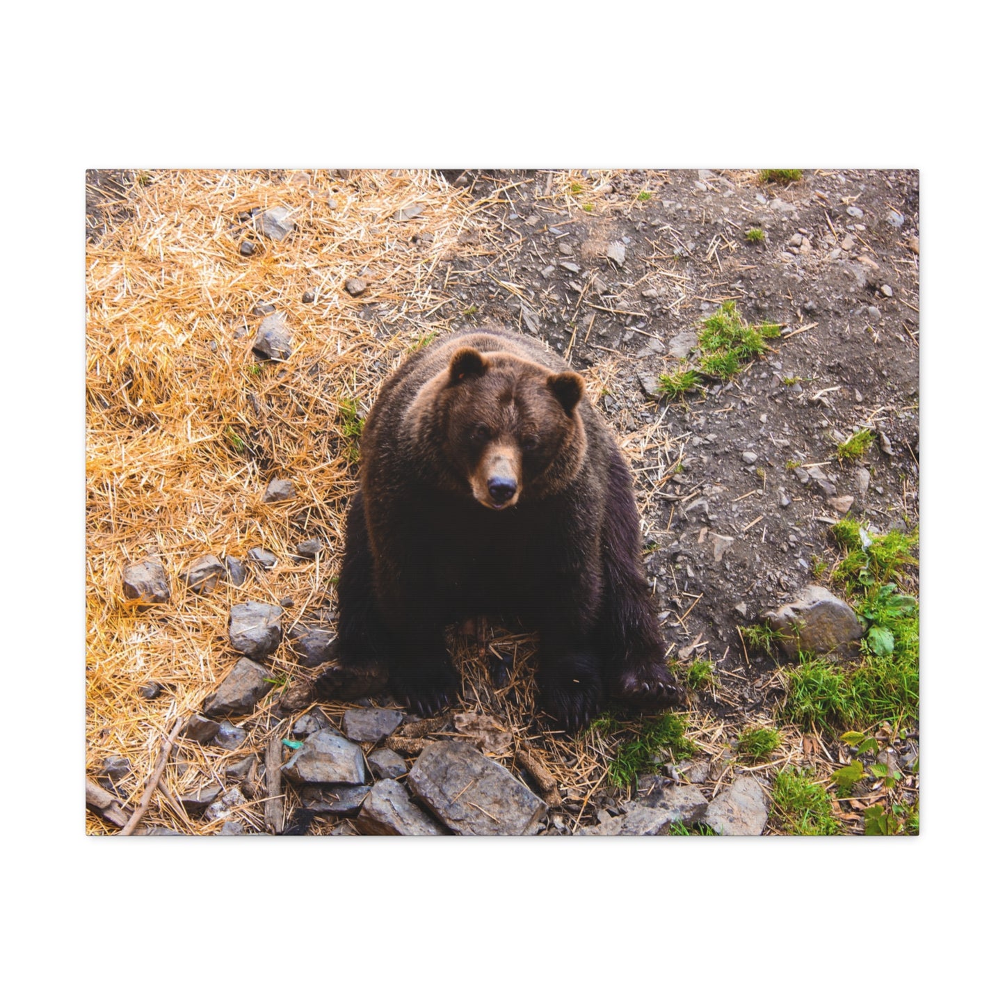 Canvas Print - Staring Bear Photograph