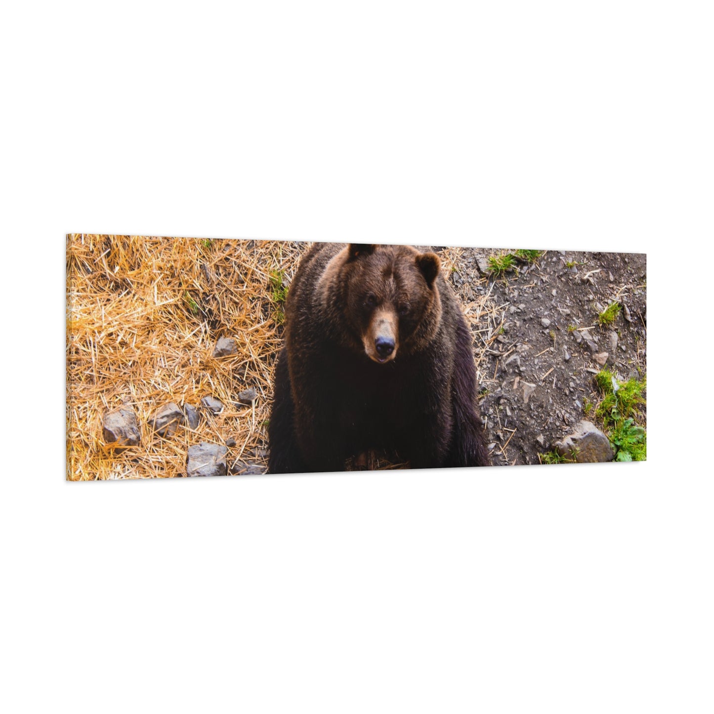 Canvas Print - Staring Bear Photograph