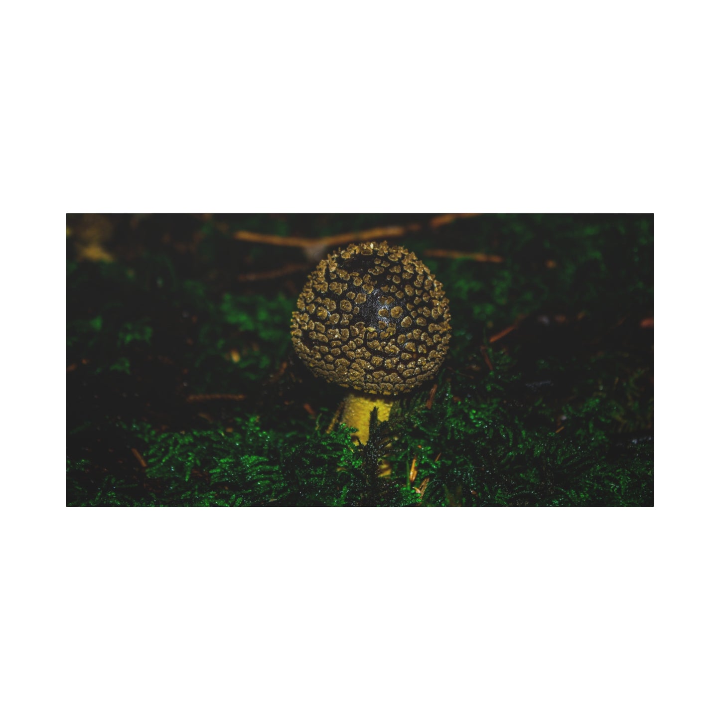 Canvas Print - Micro Mushroom Design