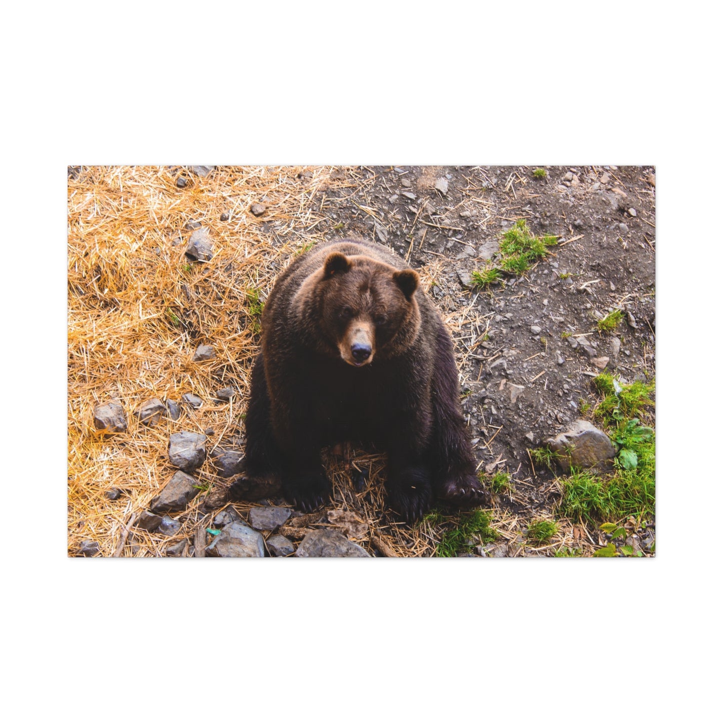 Canvas Print - Staring Bear Photograph