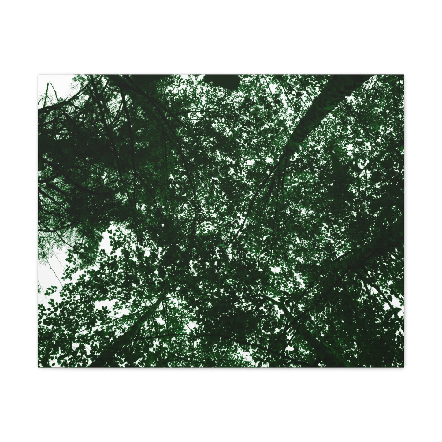 Canvas Print - Towering Tree Tops Photography
