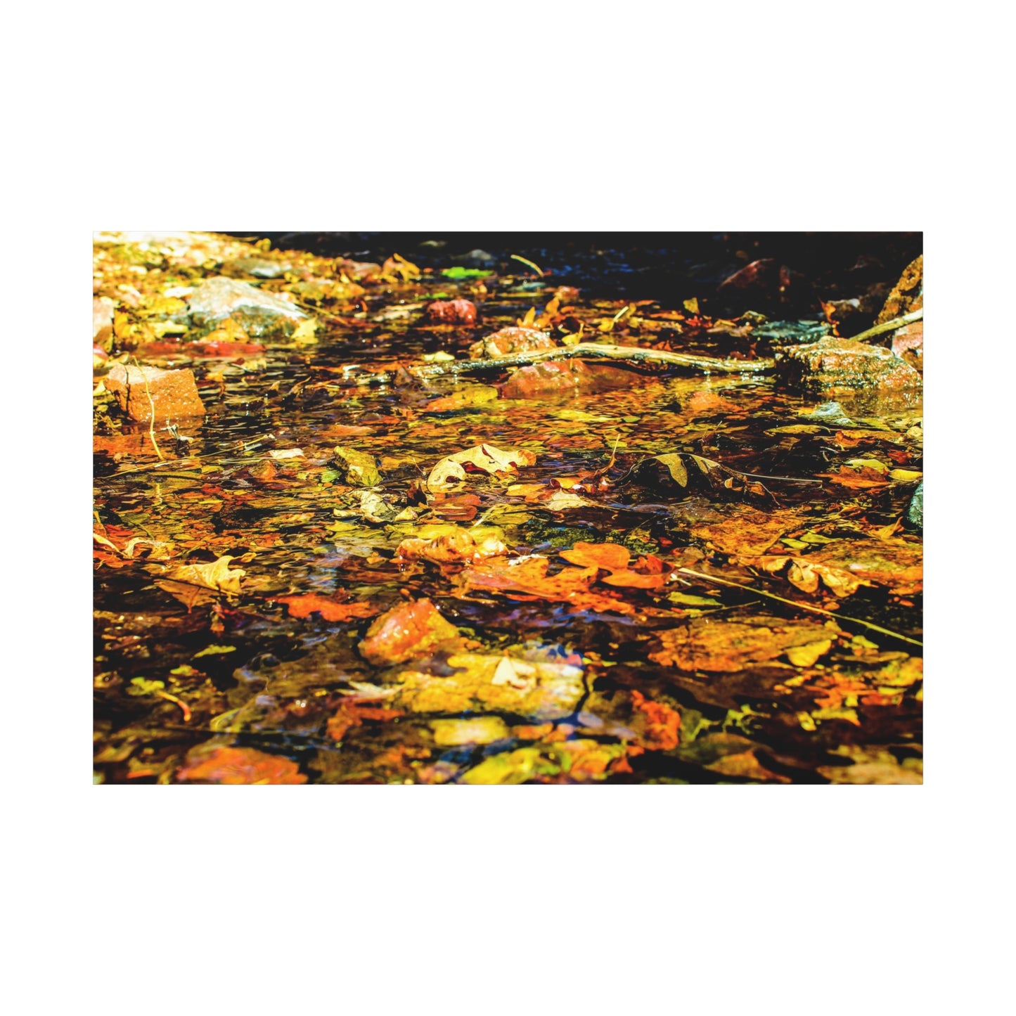 Canvas Print - Fall Leaves in Quiet Stream Photography