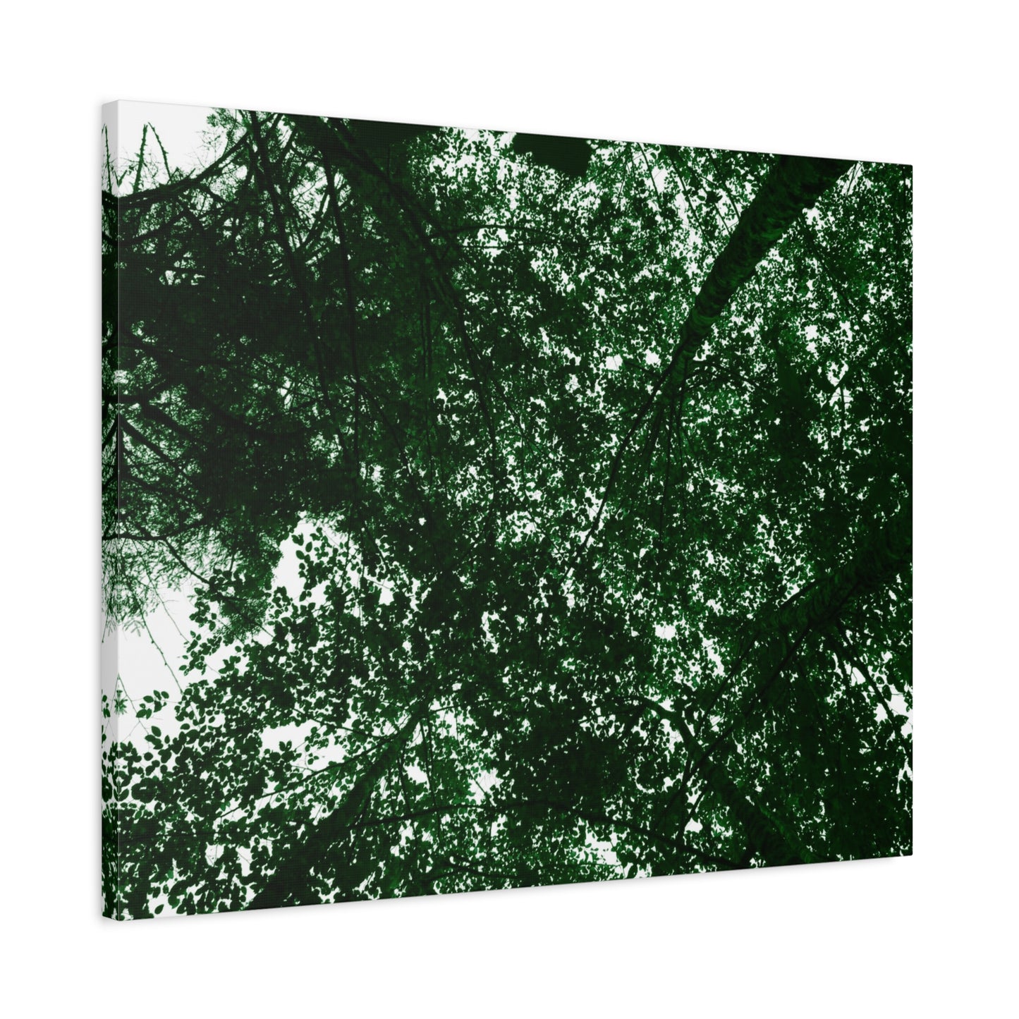 Canvas Print - Towering Tree Tops Photography